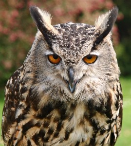 Owl